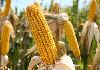 Se promueve la siembra de maíz criollo entre productores acuñenses. [Créditos: Stock Exchange]
