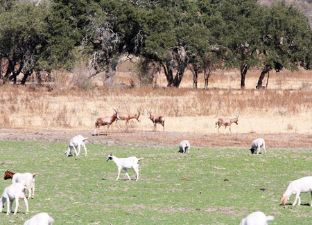El aumento en la población de fauna silvestre puede ser utilizado como importante fuente de ingresos, a la par de la ganadería tradicional. [Foto: Josué Rodríguez]