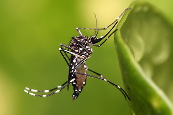 Aedes aegypti, uno de los principales vectores transmisores del dengue (Foto: Muhammad Mahdi Karim)