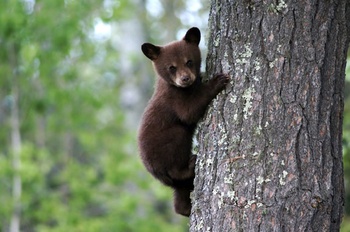 Ocezno (cachorro) de oso negro, subiendo a un árbol en búsqueda de refugio