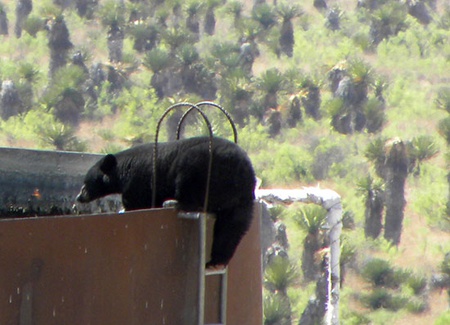 Oso negro, especie nativa de Coahuila en peligro por los incendios forestales. (Foto: SEMARNAT)