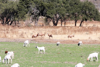 El aumento en la población de fauna silvestre puede ser utilizado como importante fuente de ingresos, a la par de la ganadería tradicional. [Foto: Josué Rodríguez]
