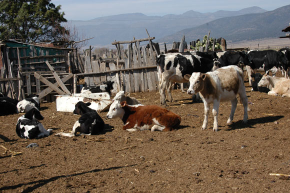 La SFA y SAGARPA negocian con autoridades de EEUU que continúe la exportación de ganado bovino de Coahuila