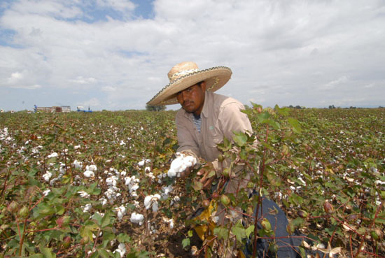 Alrededor de 700 millones de pesos de derrama económica por el algodón  en La Laguna de Coahuila 
