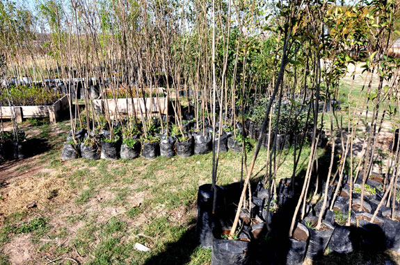 Recibe municipio cerca de mil 300 árboles para reforestar escuelas y áreas públicas