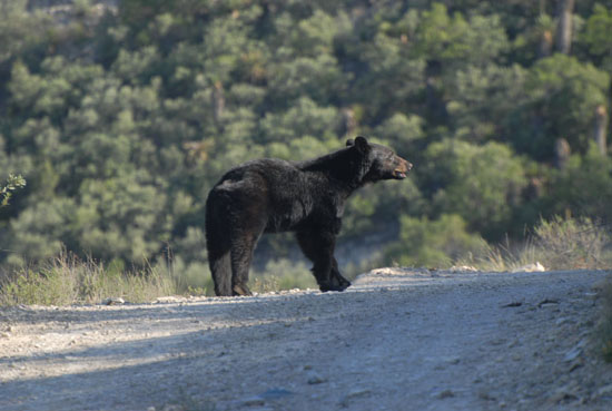 En Coahuila se cuenta con la mayor población de oso negro 