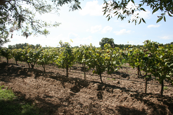 Parras en Val Verde Winery