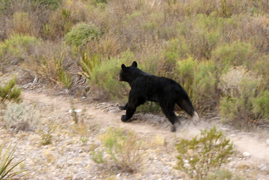 SEMAC libera en serranía a oso negro que se capturó en el ejido Cuauhtémoc de Saltillo