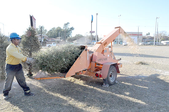 Inician campañas de recolección de pinos navideños
