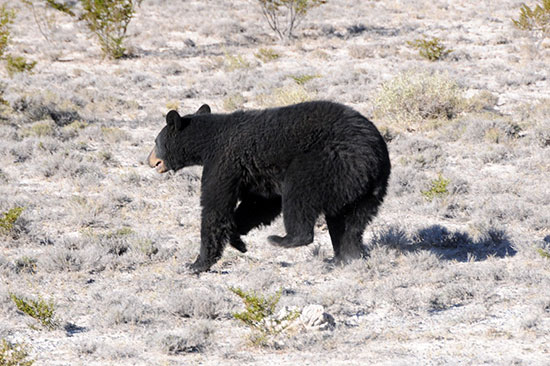 La Secretaría del Medio Ambiente libera hembra de oso negro en serranía de General Cepeda