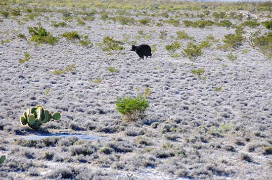 La Secretaría del Medio Ambiente libera hembra de oso negro en serranía de General Cepeda