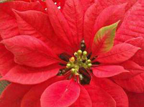 Estados: La flor de Nochebuena, icono natural mexicano de la Navidad