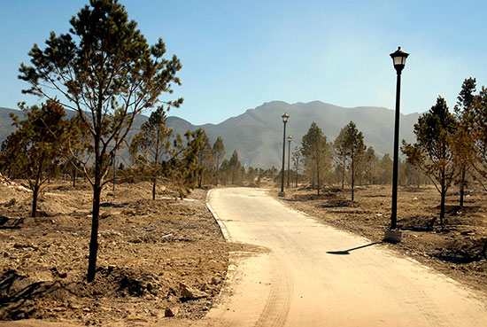 Dentro de la cuarta etapa del Gran Bosque Urbano en Saltillo ya se plantaron mil 246 pinos piñoneros