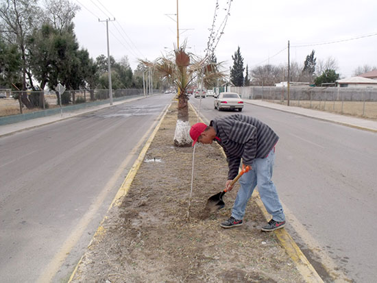 Reforesta ecología municipal bulevares en la ciudad