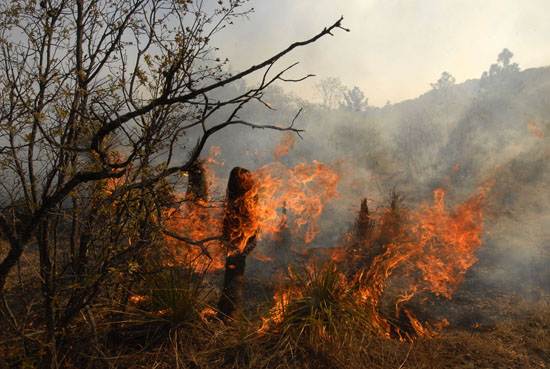 El décimo incendio forestal en Coahuila se presentó en el área de “El Portal de San Antonio”, en Arteaga