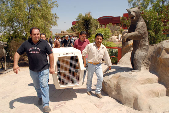 Entrega dos oseznos la Secretaría de Medio Ambiente de Coahuila al Museo del Desierto 