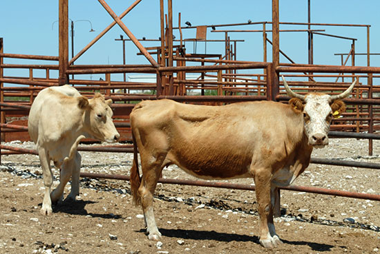 Perdida la producción bovina por dos años a causa de las sequías: Asociación Local Ganadera