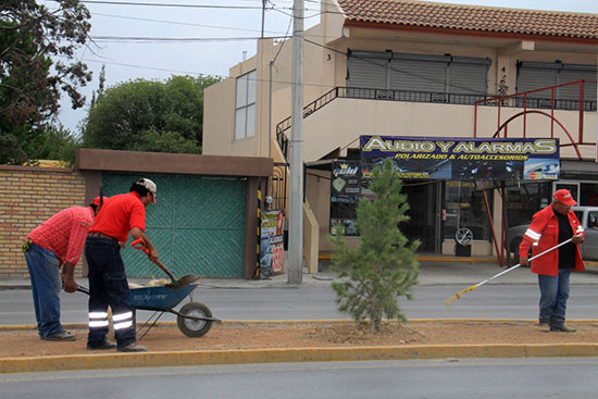 Reforesta municipio vialidades de Saltillo