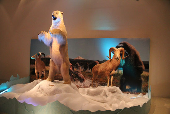Presentará Museo del Desierto exposición “La Edad de Hielo en México” 