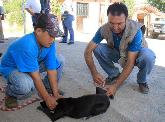 Esteriliza Municipio mascotas para mayor salubridad en Saltillo