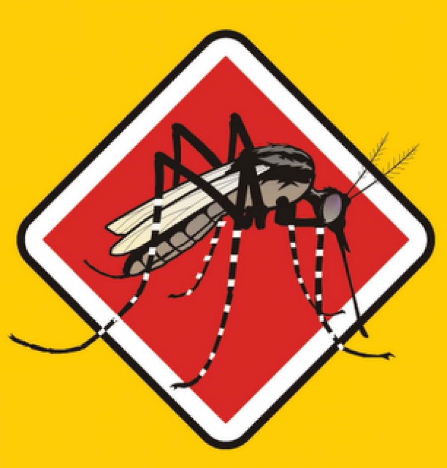  Cuáles son los síntomas del dengue