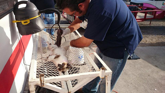 Campaña de esterilización mascotas en la colonia Mirador 