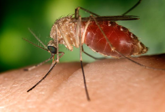 Ciudad Acuña en alerta máxima por dengue