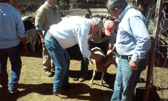 Inicia campaña de vacunación de bovinos en ejidos 