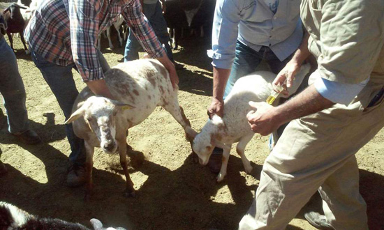 Inicia campaña de vacunación de bovinos en ejidos 