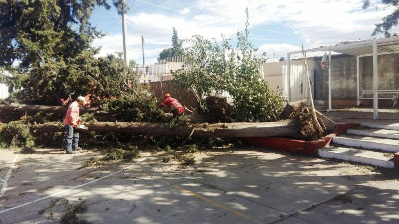 Resuelve Municipio casi 50 peticiones de árboles caídos