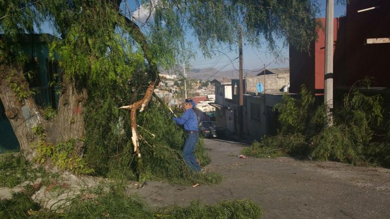 Resuelve Municipio casi 50 peticiones de árboles caídos