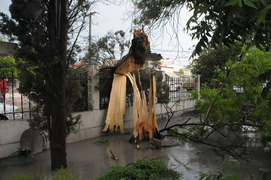 Tromba derriba árboles e inunda colonias en Monclova