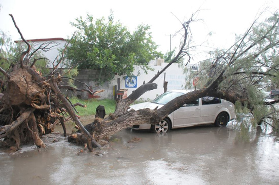 Tromba derriba árboles e inunda colonias en Monclova