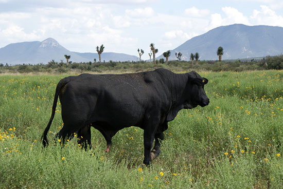 100 MDD generan exportaciones de ganado de Coahuila: UGRG