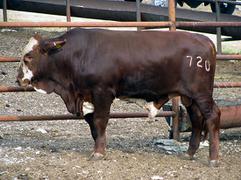 100 MDD generan exportaciones de ganado de Coahuila: UGRG