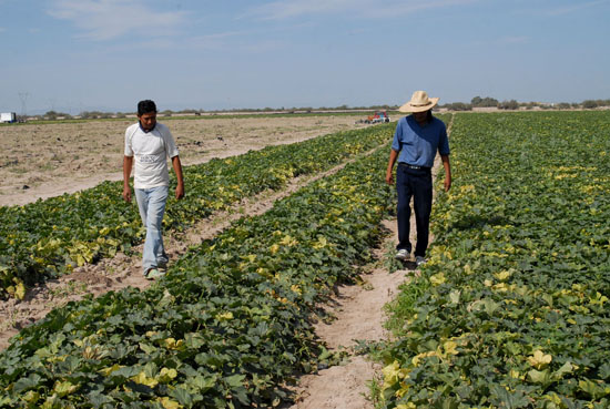 En Coahuila FIRA otorgó 8 mil 289 MDP en créditos para la agricultura 
