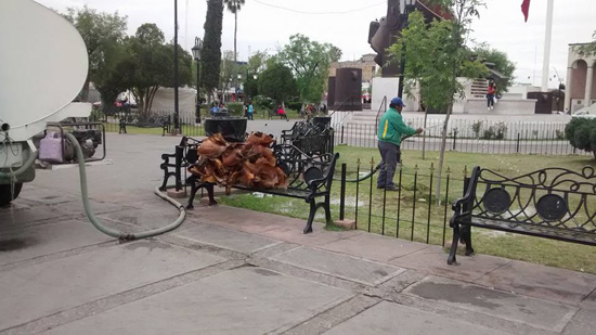Arreglan y riegan palmas de la plaza principal de Monclova 