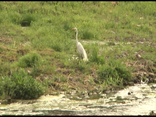 Revive río Monclova; Aparecen aves acuáticas de nuevo 
