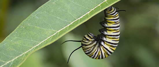 Operación relámpago de tres países para salvar a la mariposa Monarca 