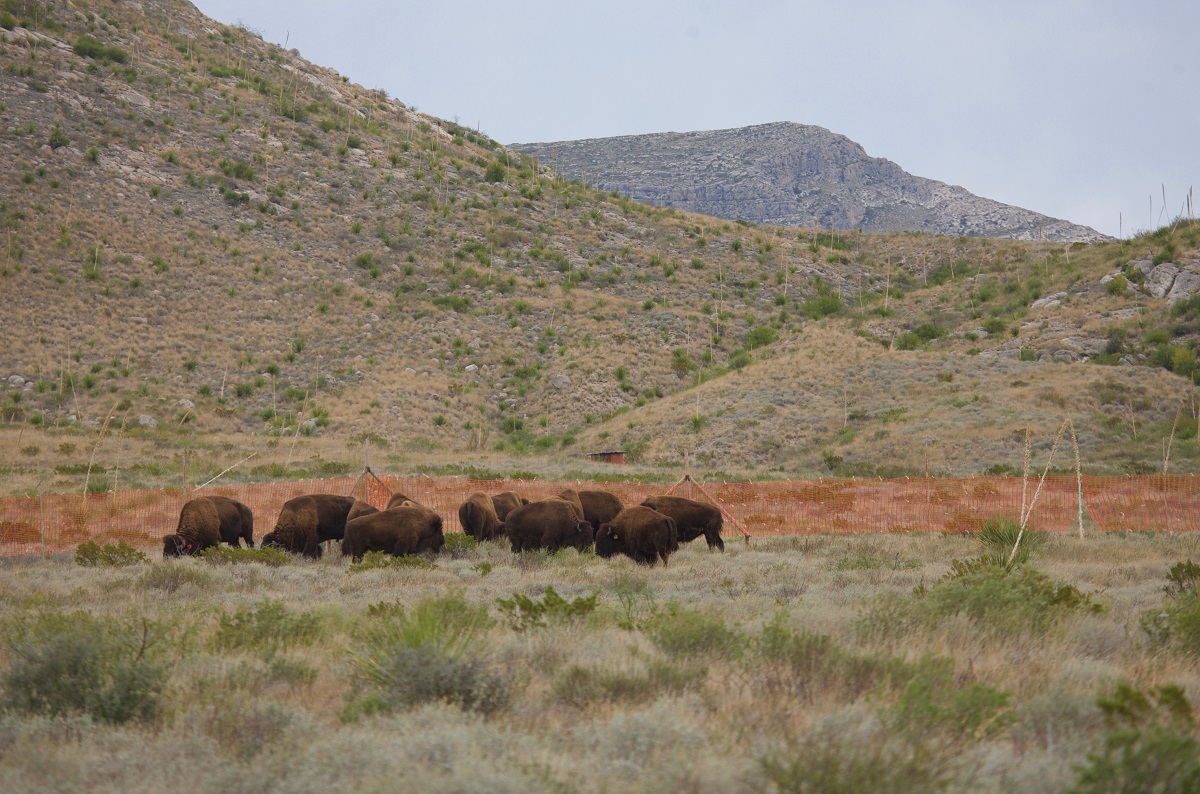 Bisonte americano es reintroducido exitosamente en el norte de México