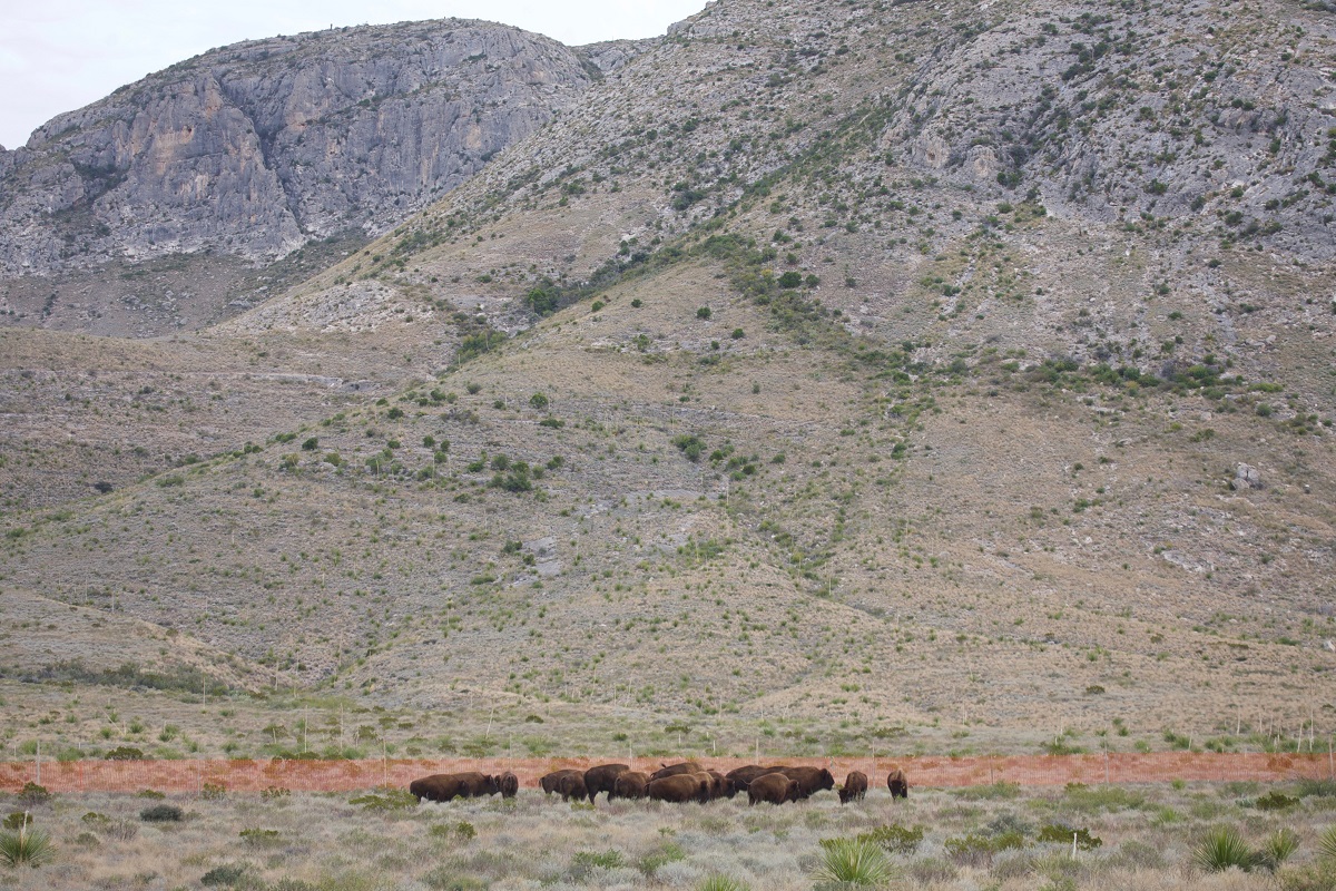 Bisonte americano es reintroducido exitosamente en el norte de México