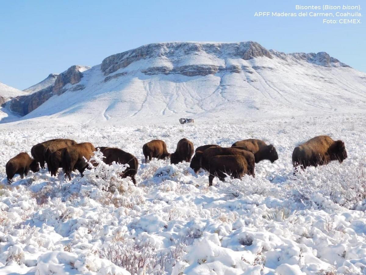 Hermosa manada de bisontes en el norte de Coahuila